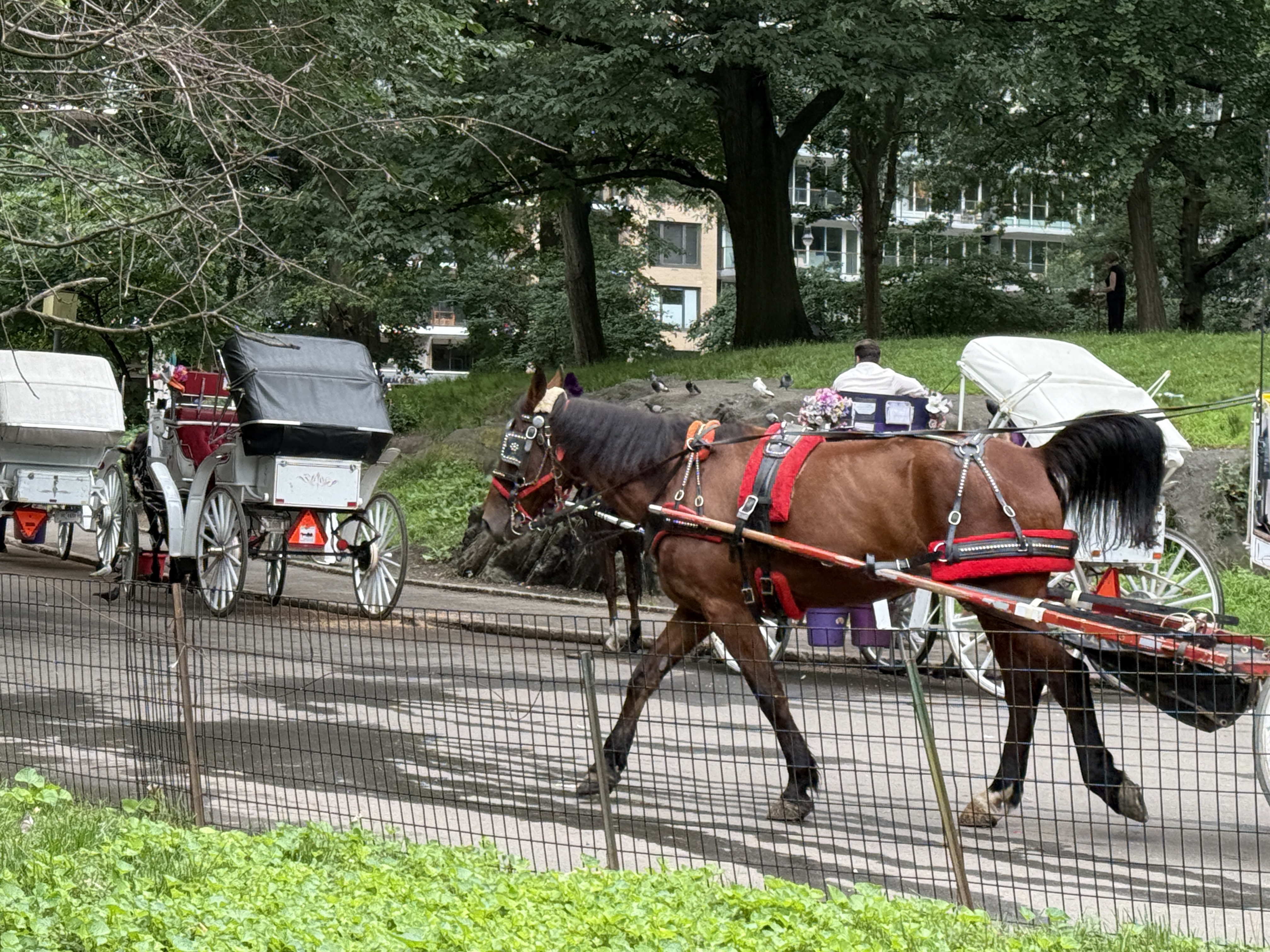 中央公園的馬